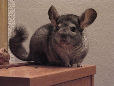 Chinchilla