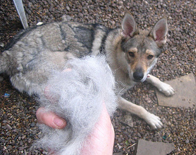 Shedding - Causes and Help - The Pet Wiki