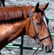 Irish Draught Horse