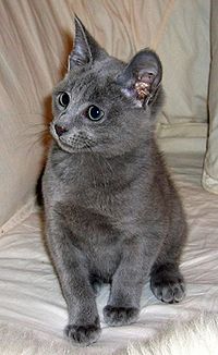 Russian Blue