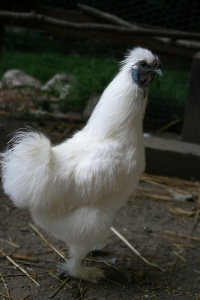 Silkie Chicken