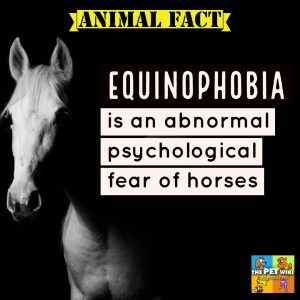 Equinophobia - Fear of Horses