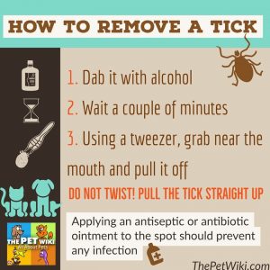 Tick removal infographic