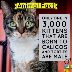 male calicos