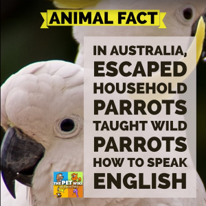 pet wild parrots speak infographic 