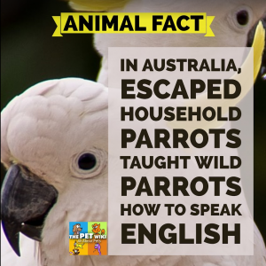 pet wild parrots speak infographic