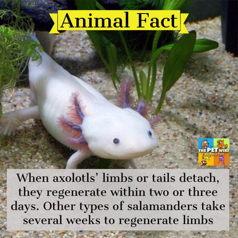 Axolotls The Pet Wiki