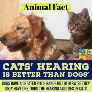 dogs cats hearing