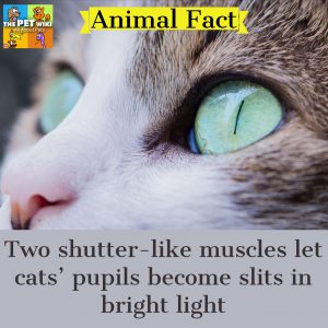 cat eyes pupils slits bright light