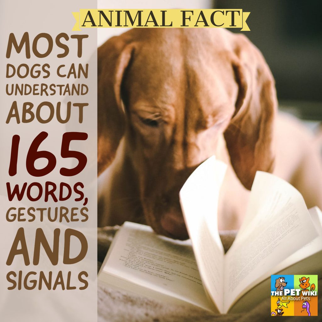 Do Dogs Understand Our Words - The Pet Wiki