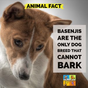 Basenjis are the only dog breed that cannot bark