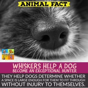 why dogs have whiskers