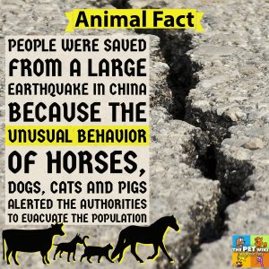 animals sence earthquakke infographic cats dogs pigs cows horses