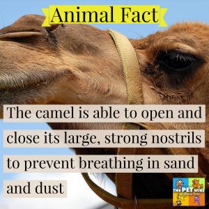 camel fact