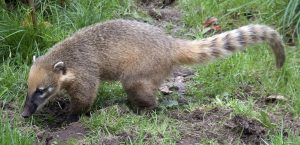 Coatimundi