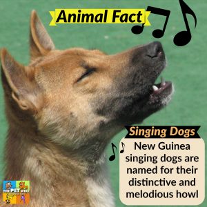 Guinea singing dogs name