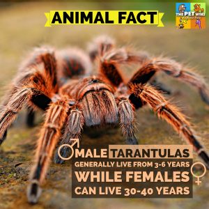 How long do tarantulas live