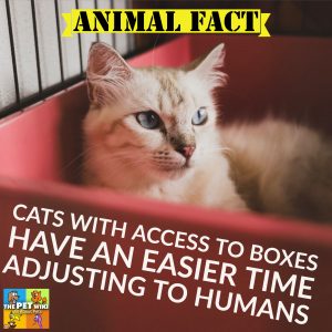 cat tiny spaces infographic