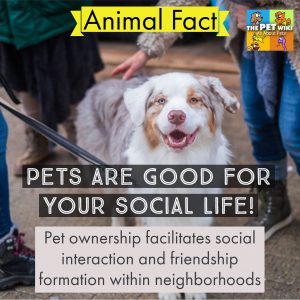 pet ownership social life