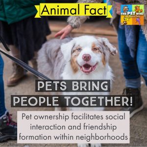 pets friendship social