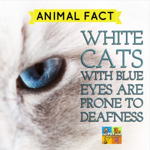 White Cats Deafness infographic