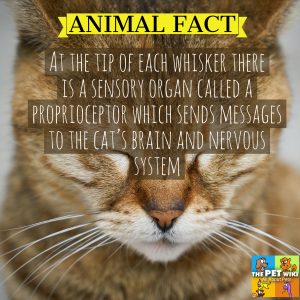 At the tip of each whisker there is a sensory organ called a proprioceptor