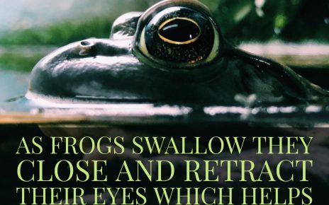 frogs eat pray infographic