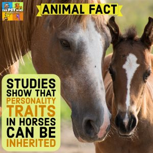 personality traits in horses inherited 