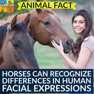 horses recognize human facial expressions