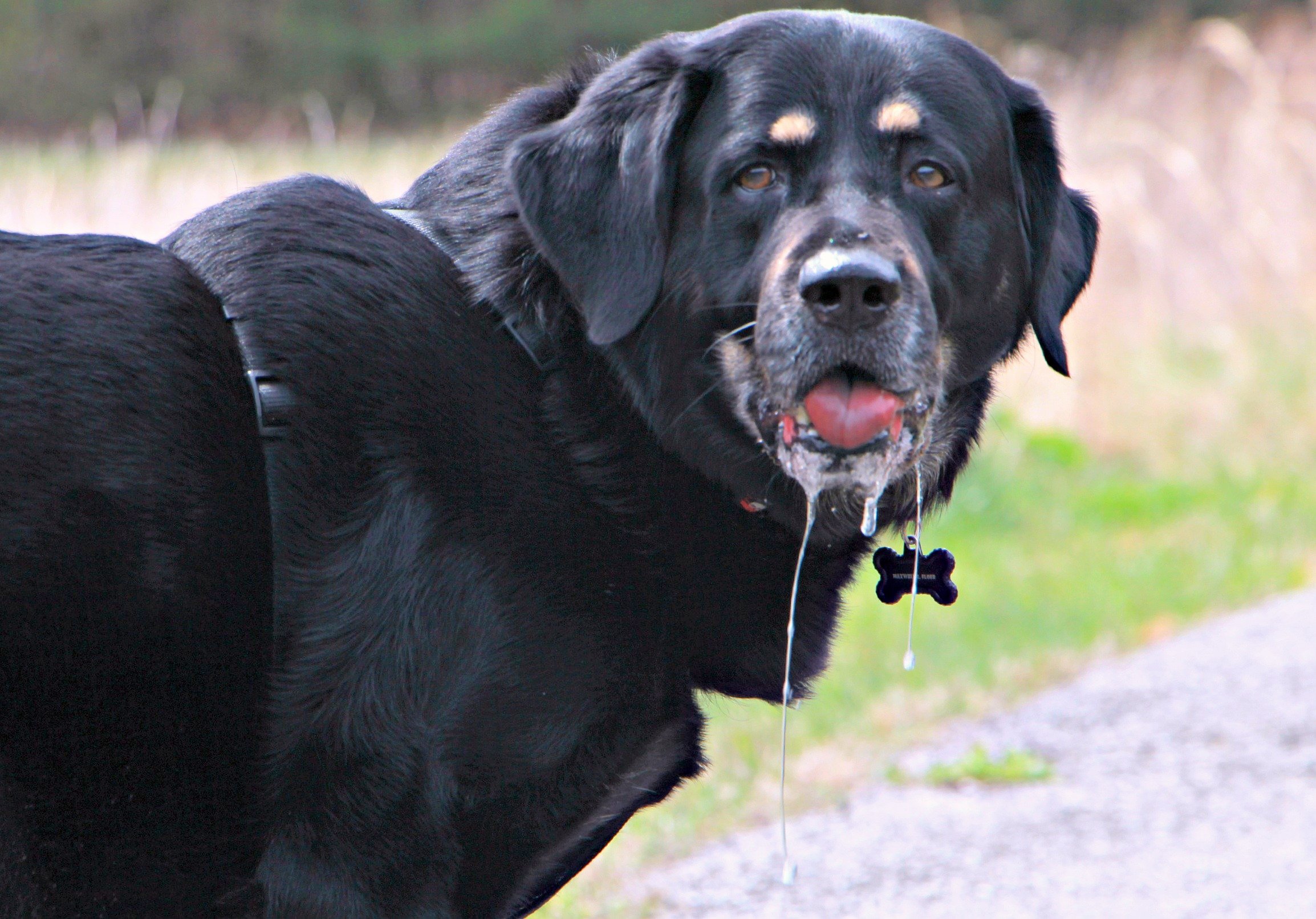 Сильное слюноотделение у собаки. Лабрадор слюнявый. Порода собак слюнявые лабрадор. Большие собаки. Большая черная собака.