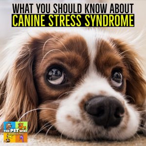 CSS - Canine Stress Syndrome - The Pet Wiki