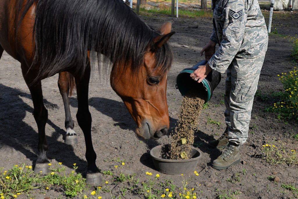 when-should-your-horse-have-senior-feed-the-pet-wiki