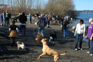 dogs off-leash