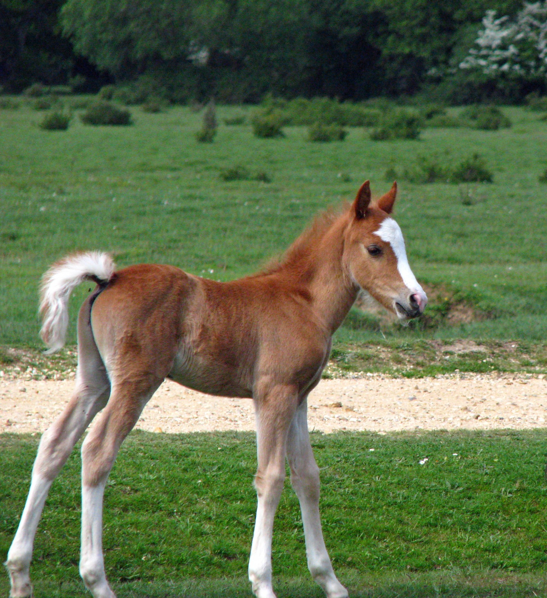 cute-baby-foal - The Pet Wiki