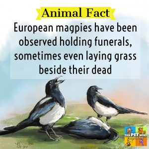 European magpie funerals