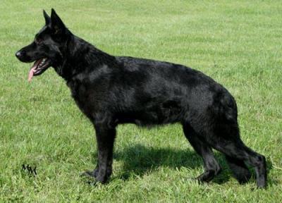 Black German Shepherd Dog Breed
