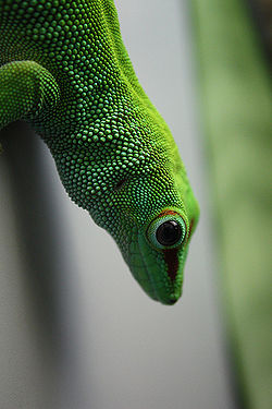 Giant Day Gecko