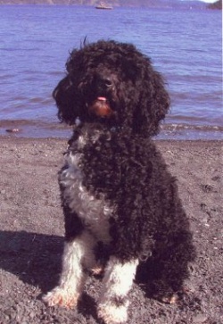 Portuguese Water Dog