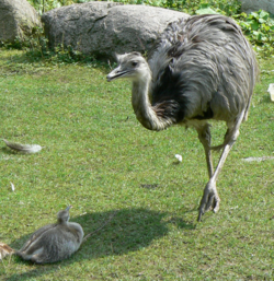 Rhea dad with son