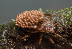 Waterbug dad with eggs on his back