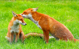 Red Fox Grooming family member