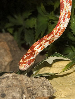 Corn Snake