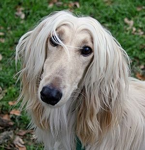 Afghan Hound