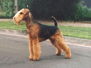 Airedale Terrier