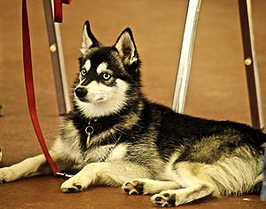 Alaskan Klee Kai