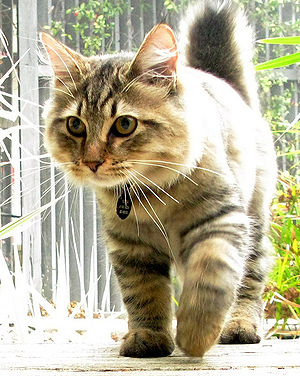 American Bobtail