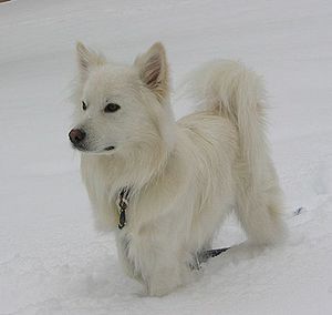 American Eskimo Dog