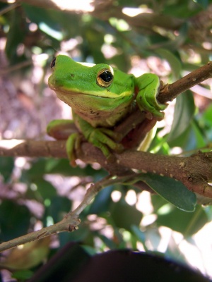 American Green Tree Frog