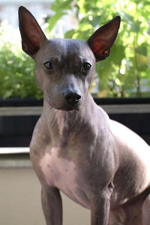 American Hairless Terrier