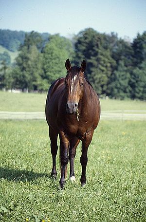 American Quater Horse